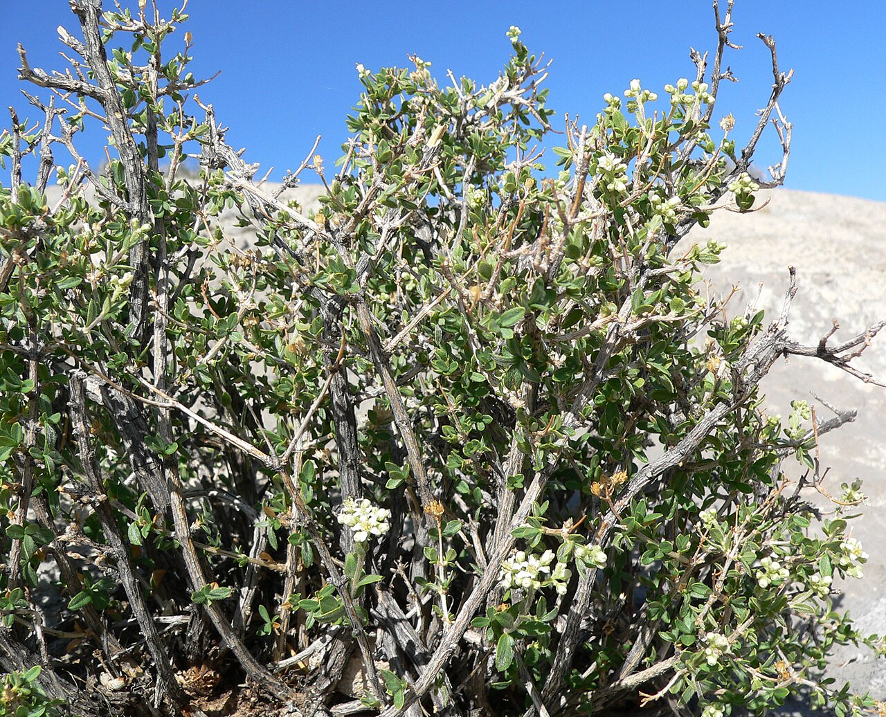Utah fendlerbush: Fendlerella utahensis at summit of Turtlehead Peak, Red Rock Canyon, southern Nevada