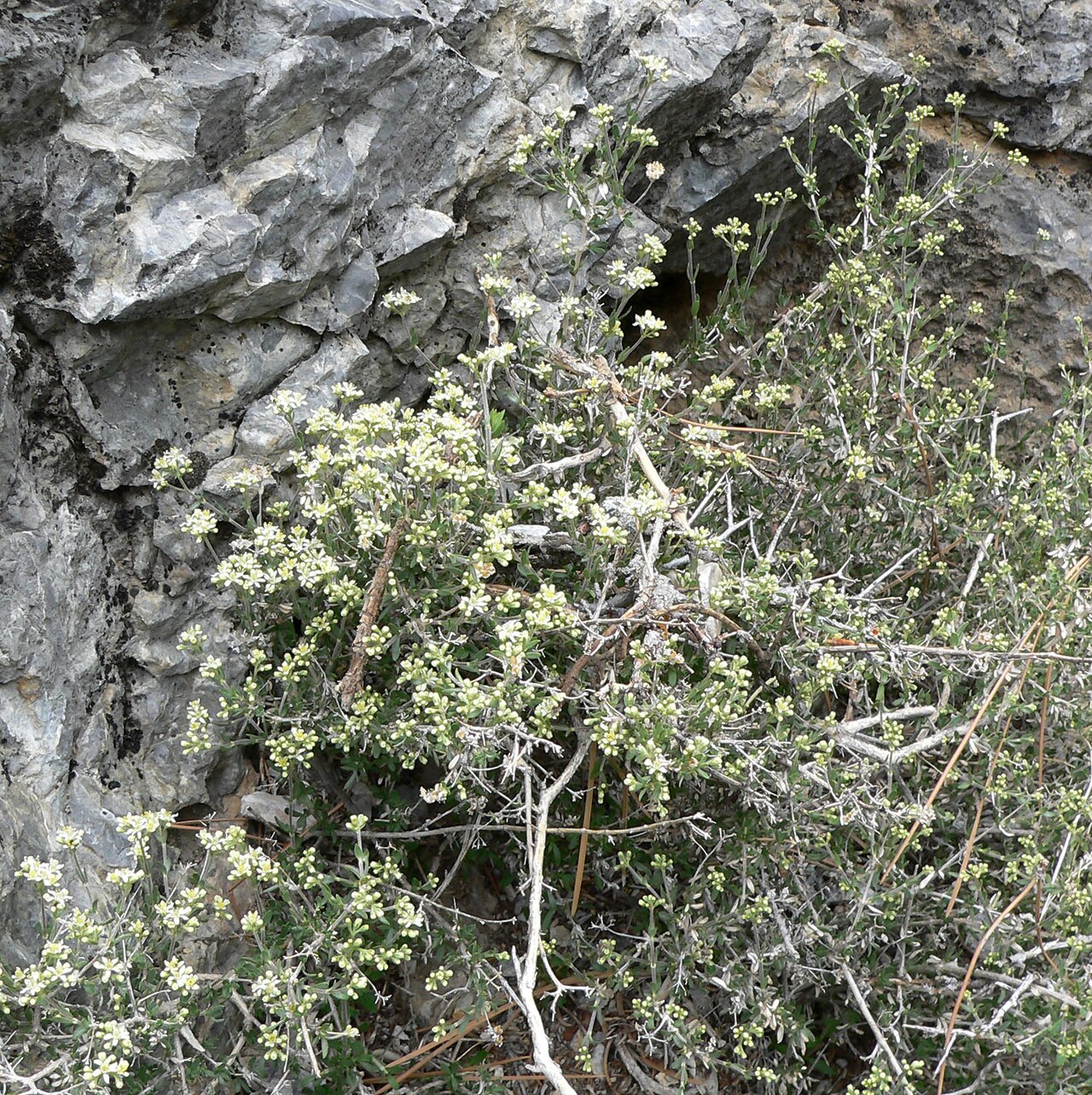 Utah fendlerbush: Fendlerella utahensis in Carpenter Canyon near the road end/turnaround, Spring Mountains, southern Nevada