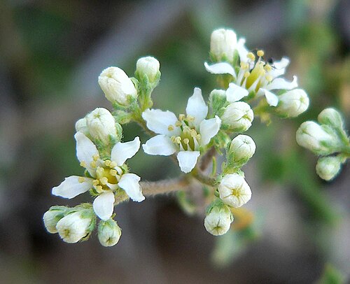Utah fendlerbush: Fendlerella utahensis at summit of Turtlehead Peak, Red Rock Canyon, southern Nevada