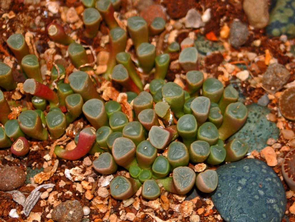 Fenestraria rhopalophylla: Fenestraria rhopalophylla at the botanical garden of Villa Durazzo-Pallavicini , Genova Pegli