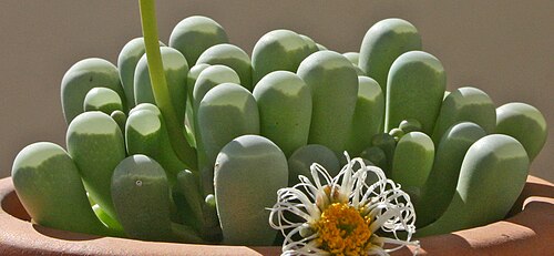 Fenestraria rhopalophylla (Fenestraria rhopalophylla)