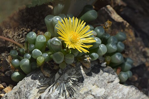 Fenestraria rhopalophylla: Fenestraria rhopalophylla in the Botanischer Garten, Berlin-Dahlem