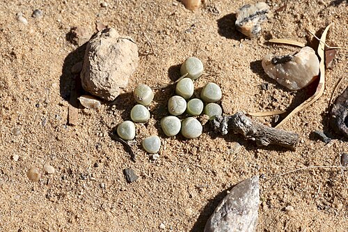Fenestraria rhopalophylla: ǀAi-ǀAis/Richtersveld Transfrontier Park, Sendelingsdrif Nursery, Northern Cape, South Africa
