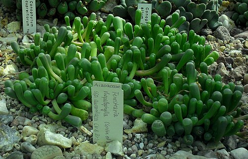 Fenestraria rhopalophylla: Fenestraria rhopalophylla - Botanischer Garten Leipzig