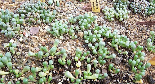 Fenestraria rhopalophylla: Fenestraria rhopalophylla ssp. rhopalophylla , habitus