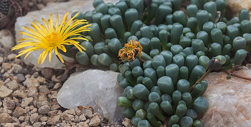 Fenestraria rhopalophylla: Fenestraria rhopalophylla , Munich Botanical Garden, Germany
