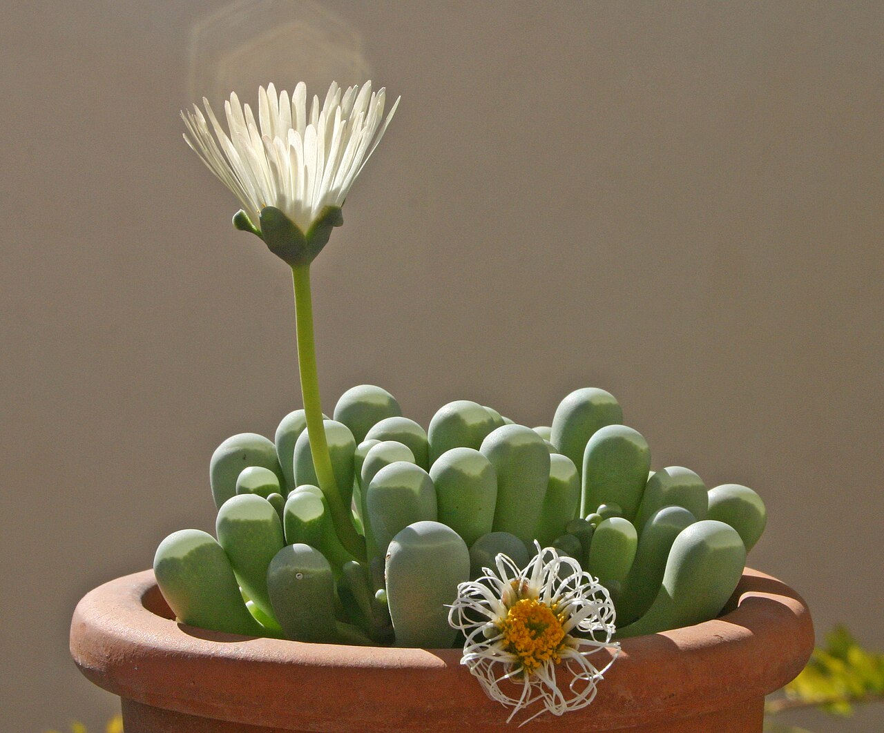 Fenestraria rhopalophylla (Fenestraria rhopalophylla)