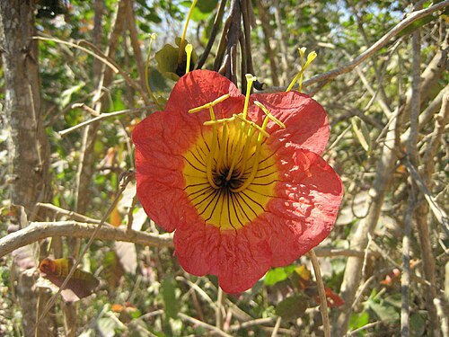 Fernandoa magnifica: Fernandoa magnifica in its natural habitat, flowering in Machaze District, Manica province of Mozambique.