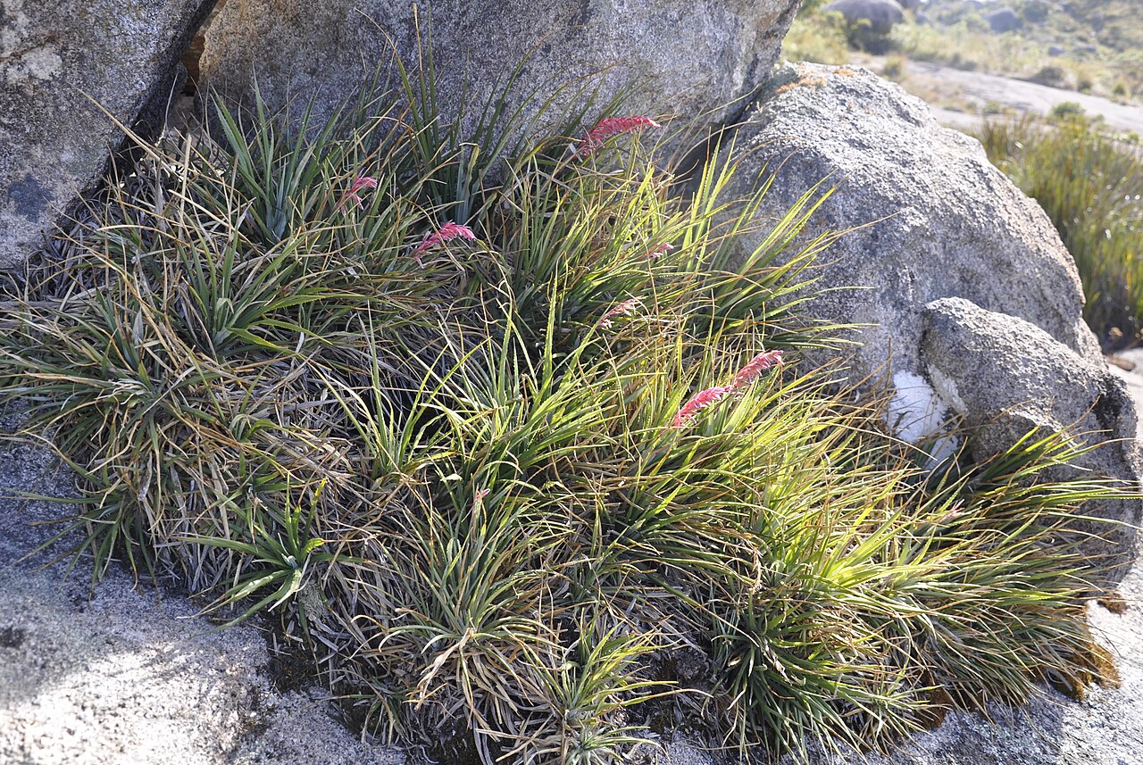 Fernseea itatiaiae: Figure 7 d; Fernseea itatiaiae (Wawra) Baker - Endangered