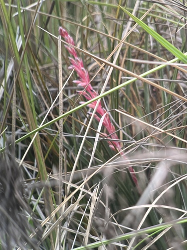 Fernseea itatiaiae (Fernseea itatiaiae)