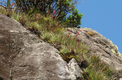 Fernseea itatiaiae (Fernseea itatiaiae)