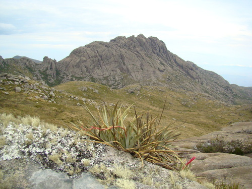 Fernseea itatiaiae (Fernseea itatiaiae)
