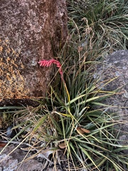 Fernseea itatiaiae (Fernseea itatiaiae)