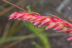 Fernseea itatiaiae (Fernseea itatiaiae)