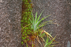 Fernseea itatiaiae (Fernseea itatiaiae)