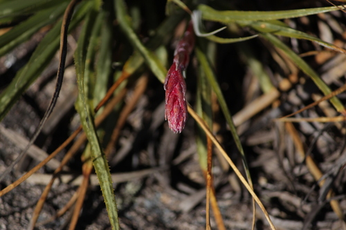Fernseea itatiaiae (Fernseea itatiaiae)