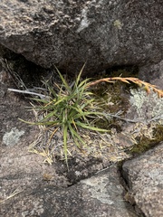 Fernseea itatiaiae (Fernseea itatiaiae)