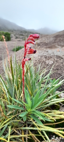 Fernseea itatiaiae (Fernseea itatiaiae)