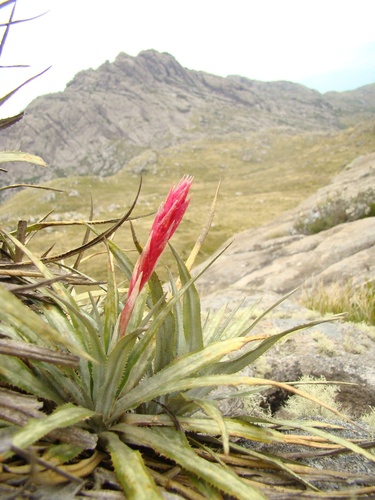 Fernseea itatiaiae (Fernseea itatiaiae)