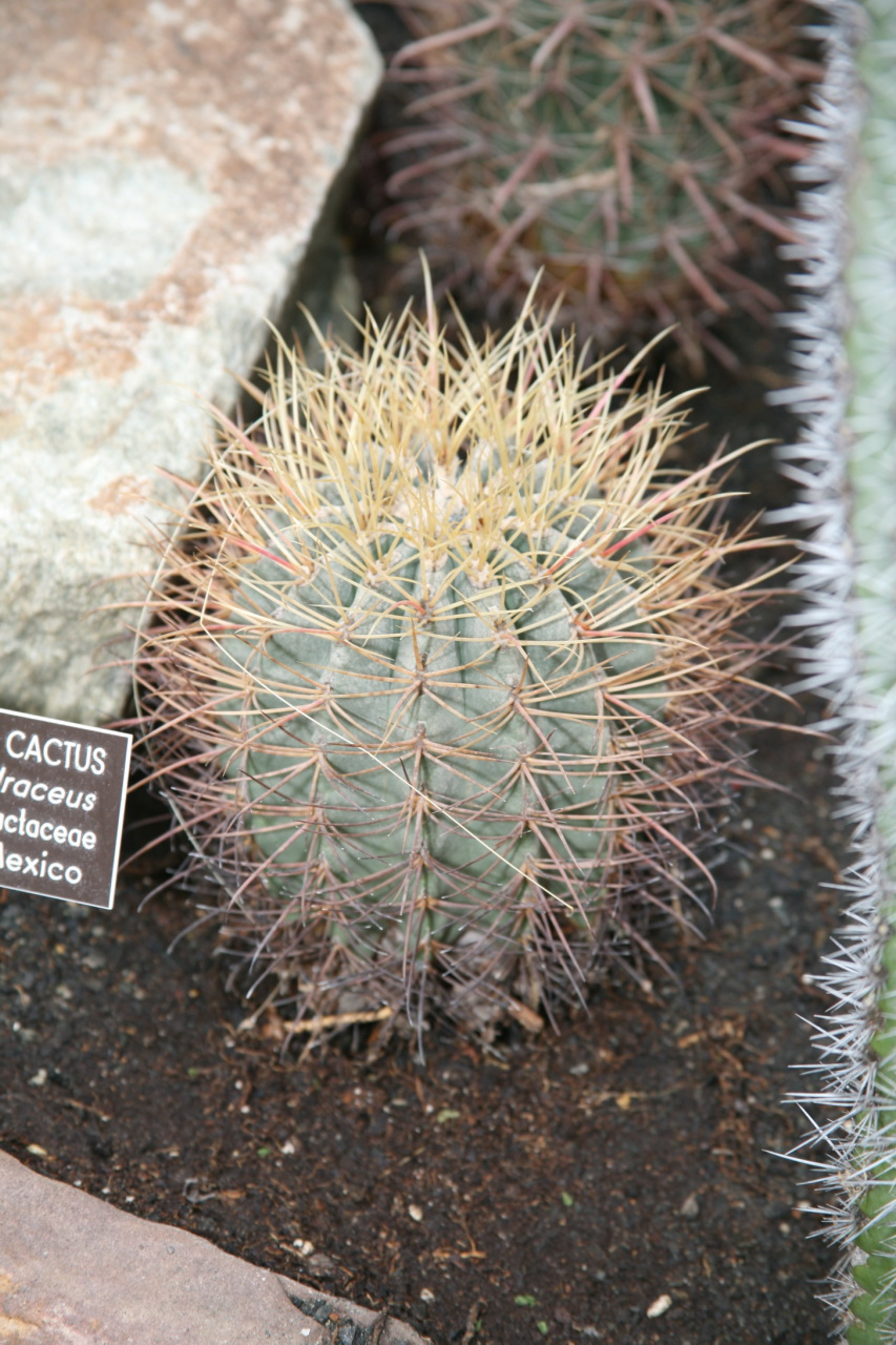 California barrel cactus: California Barrel Cactus