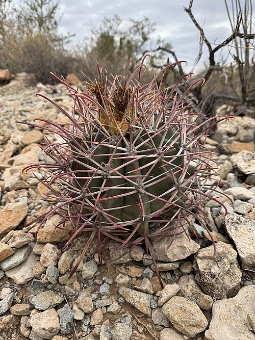 California barrel cactus: California Barrel Cactus ( Ferocactus acanthodes ) in the United States