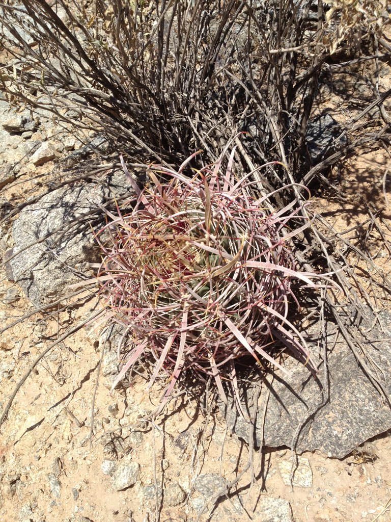 California barrel cactus: Ferocactus cylindraceus Common Name(s): California Barrel, Cliff Barrel, Compass Barrel, Compass Cactus, Desert Barrel, Golden-Spined Barrel, Spiny Barrel Cactu