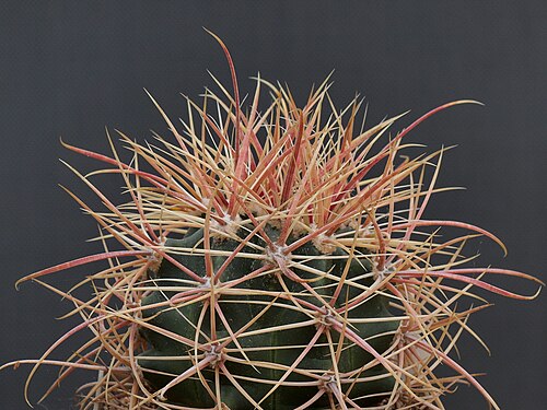 California barrel cactus: OLYMPUS DIGITAL CAMERA
