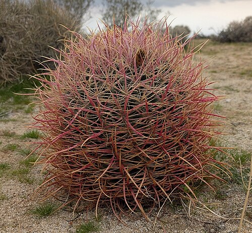 California barrel cactus: California Barrel Cactus ( Ferocactus acanthodes ) in the United States