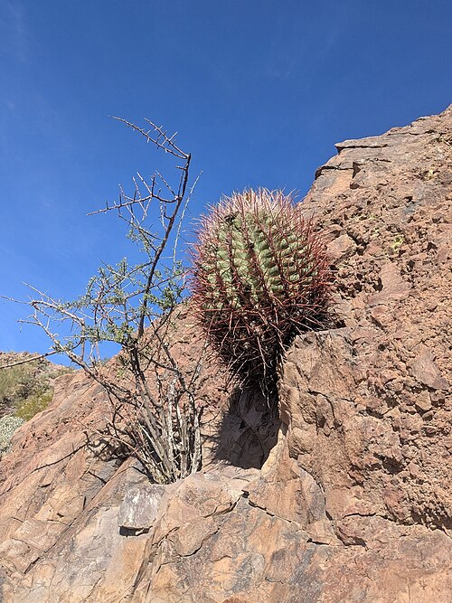 California barrel cactus: California Barrel Cactus ( Ferocactus acanthodes ) in the United States