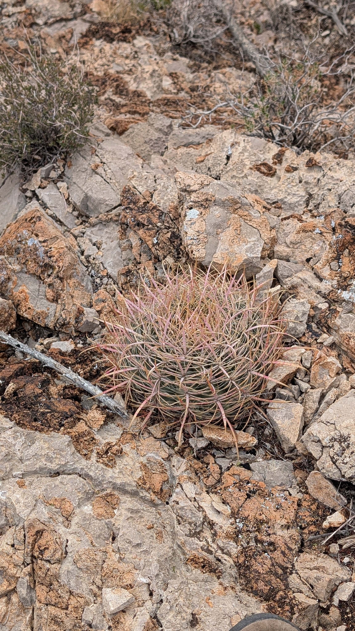 California barrel cactus: California Barrel Cactus ( Ferocactus acanthodes ) in the United States