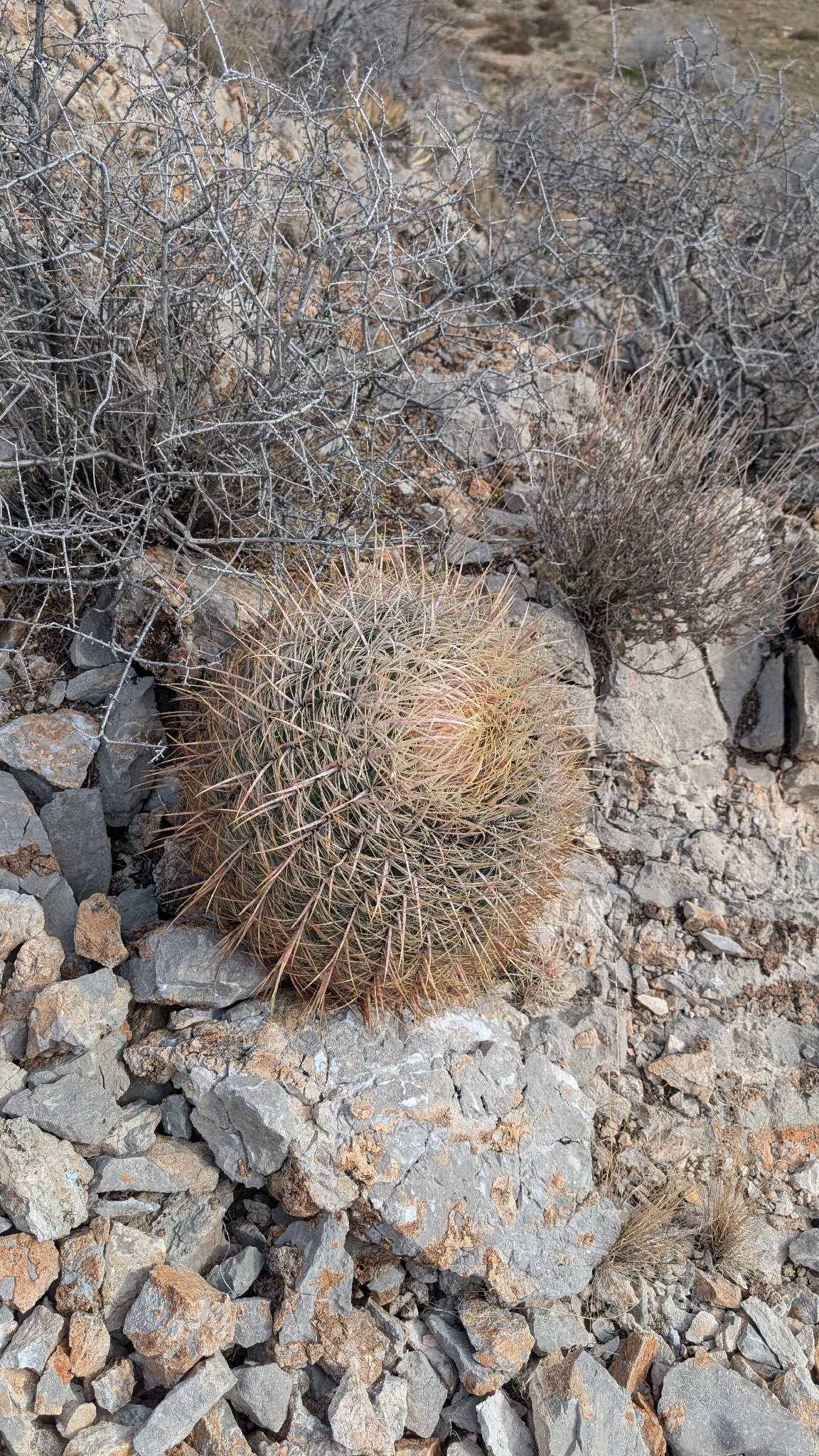 California barrel cactus: California Barrel Cactus ( Ferocactus cylindraceus ) in the United States