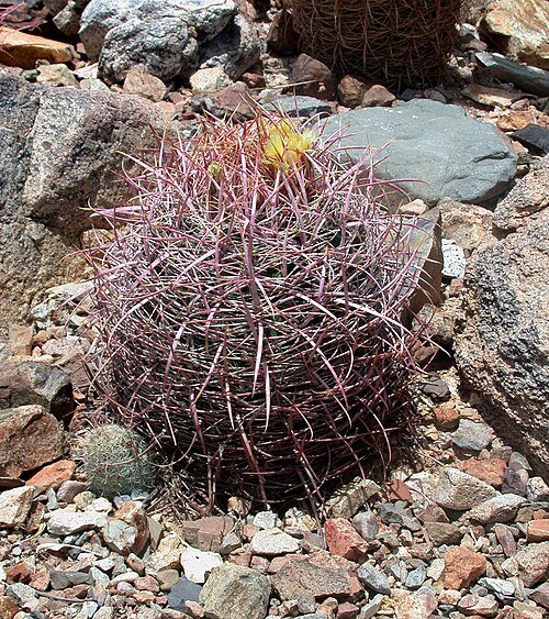 California barrel cactus: Arizona May 2005
