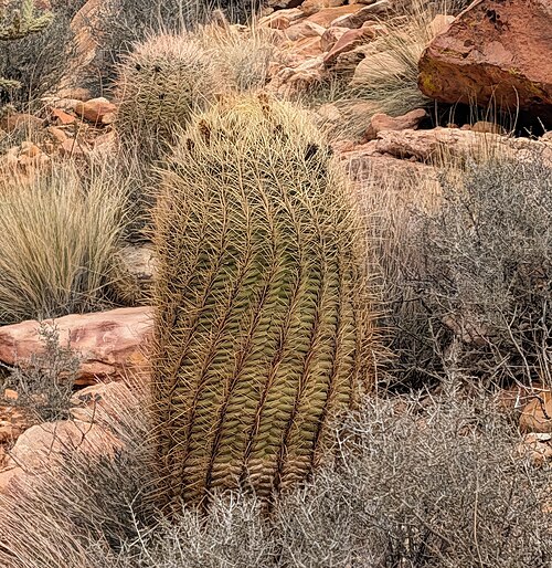 California barrel cactus: California Barrel Cactus ( Ferocactus acanthodes ) in the United States