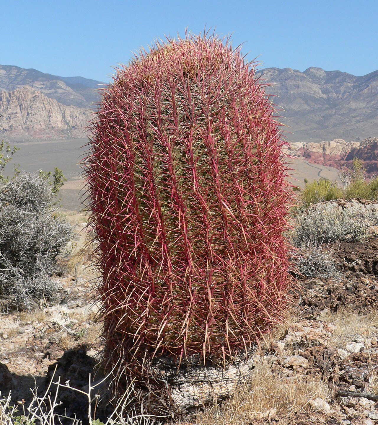 California barrel cactus: Ferocactus cylindraceus on Blue Diamond Hill, Red Rock Canyon, southern Nevada