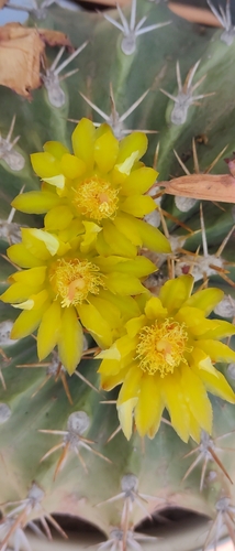 Ferocactus alamosanus (Ferocactus alamosanus)