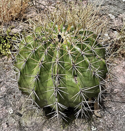 Ferocactus alamosanus: Alamos barrel cactus ( Ferocactus alamosanus ) in Mexico