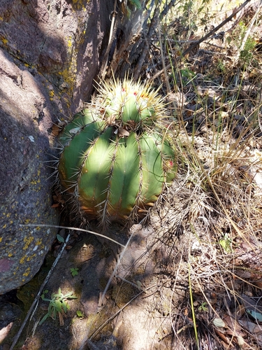 Ferocactus alamosanus (Ferocactus alamosanus)
