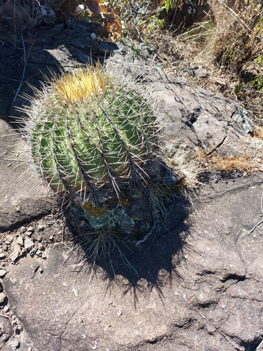 Ferocactus alamosanus (Ferocactus alamosanus)