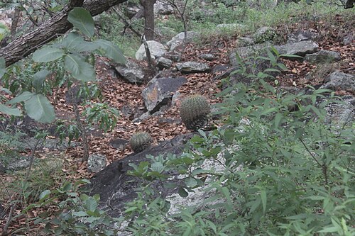 Ferocactus alamosanus: Alamos barrel cactus ( Ferocactus alamosanus ) in Mexico