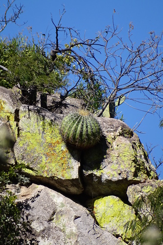 Ferocactus alamosanus (Ferocactus alamosanus)