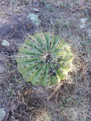 Ferocactus alamosanus (Ferocactus alamosanus)
