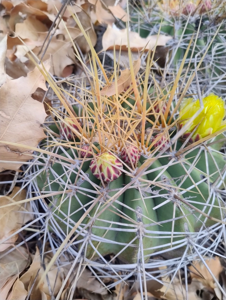 Ferocactus alamosanus (Ferocactus alamosanus)