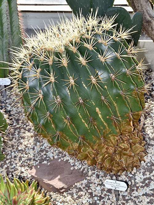 Ferocactus alamosanus: Ferocactus alamosanus. Berggarten Hannover.