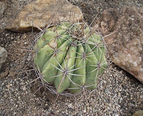 Ferocactus alamosanus: Ferocactus alamosanus at Tucson Botanical Gardens, Tucson, Arizona, USA. Identified by sign.