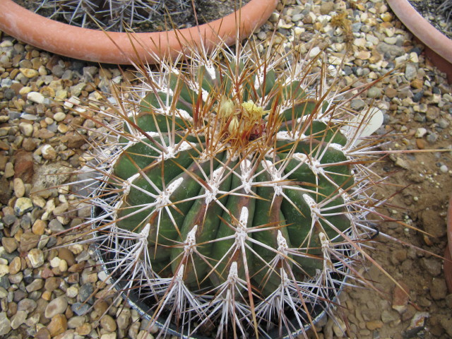 Ferocactus alamosanus: Ferocactus alamosanus