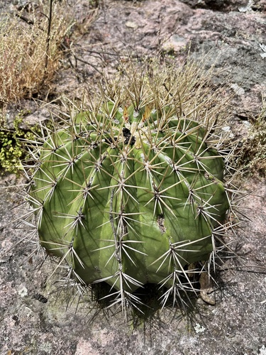 Ferocactus alamosanus (Ferocactus alamosanus)