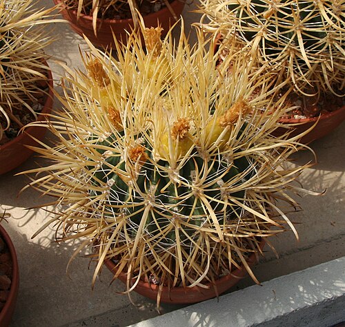 Ferocactus chrysacanthus: Ferocactus chrysacanthus