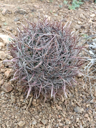 Ferocactus chrysacanthus (Ferocactus chrysacanthus)