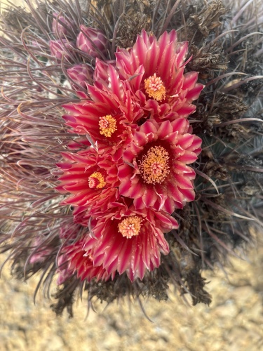 Ferocactus chrysacanthus (Ferocactus chrysacanthus)