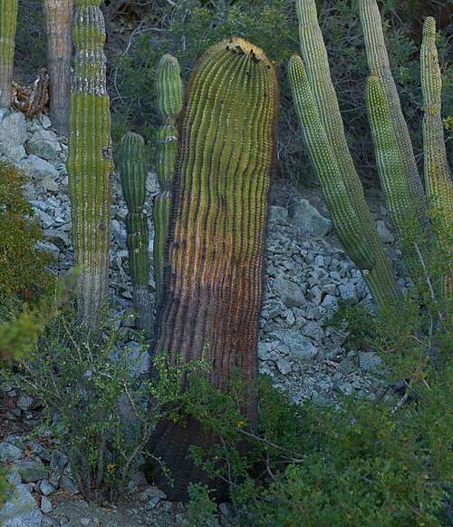 Ferocactus diguetii: Santa Catalina barrel cactus